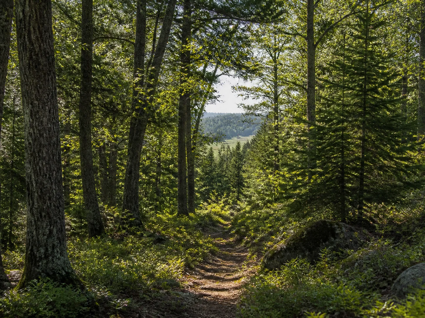 Wooded land suited to timber and recreation